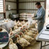 【養鶏の裏側】ブロイラーに抗生物質が使われる理由は?残留リスクと日本の休薬期間ルール