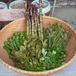 山菜 危険